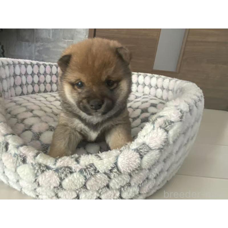 販売中の茨城県の豆柴-449812の5枚目