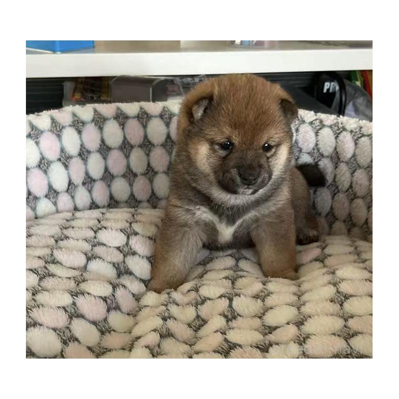 販売中の茨城県の豆柴-449812の3枚目