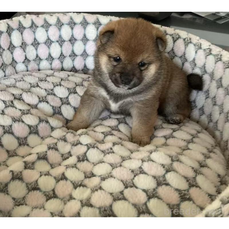 販売中の茨城県の豆柴-449812の2枚目