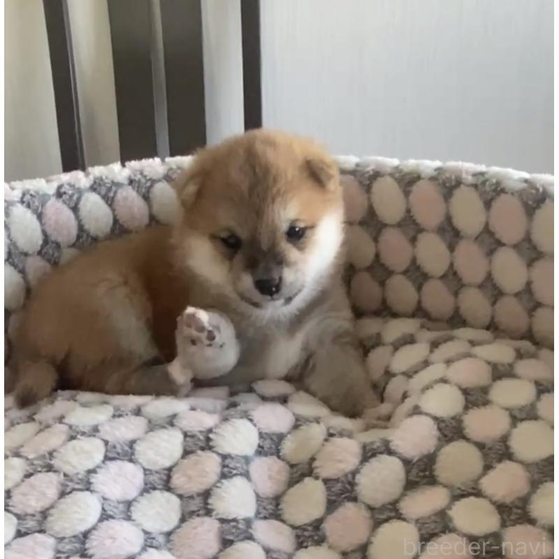 販売中の茨城県の豆柴-449813の8枚目