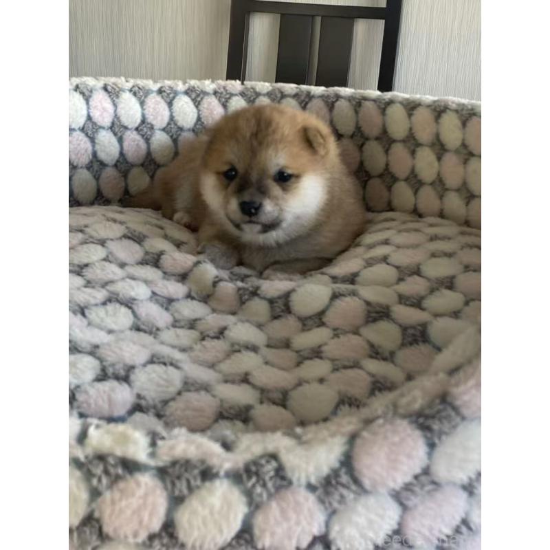 販売中の茨城県の豆柴-449813の7枚目