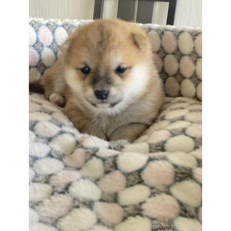 販売中の茨城県の豆柴-449813の6枚目