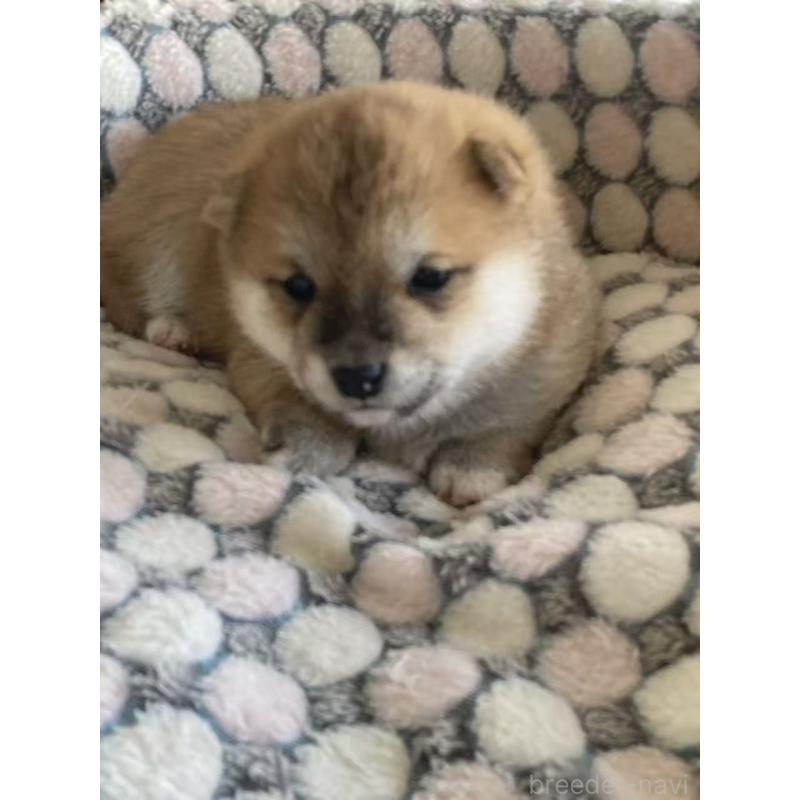 販売中の茨城県の豆柴-449813の5枚目