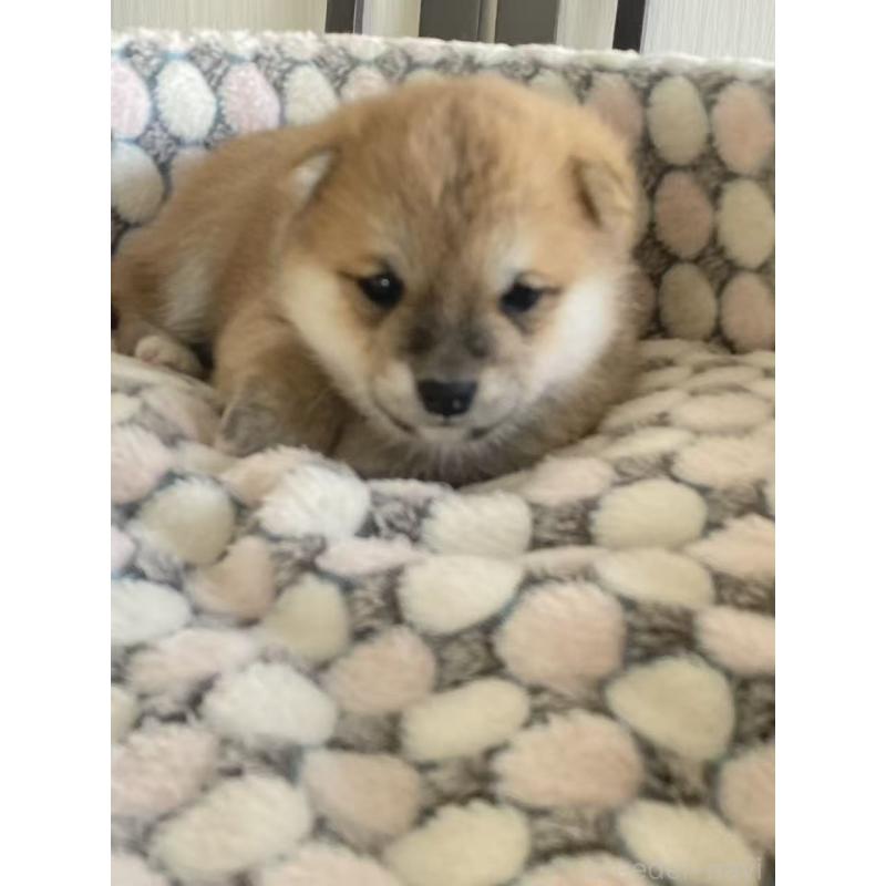 販売中の茨城県の豆柴-449813の4枚目