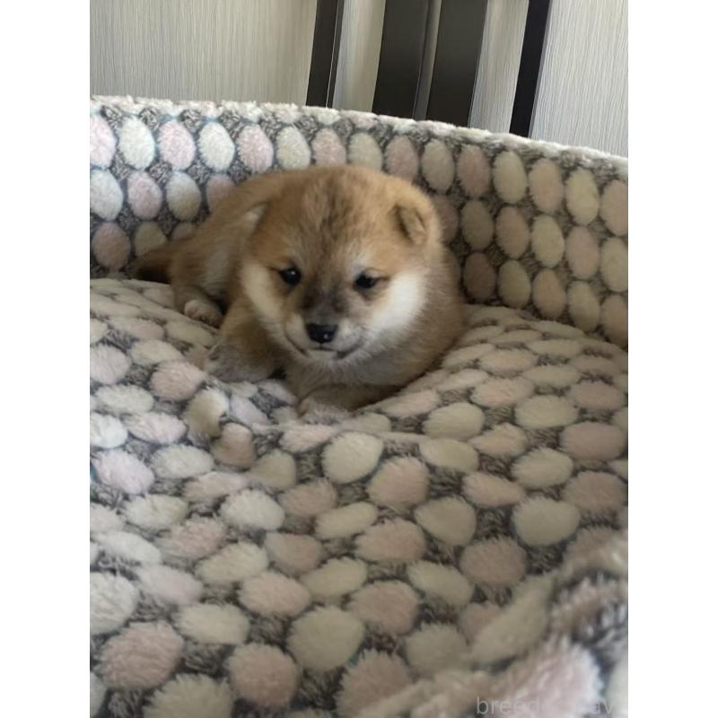 販売中の茨城県の豆柴-449813の3枚目