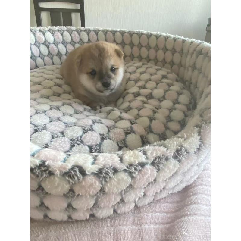 販売中の茨城県の豆柴-449813の2枚目