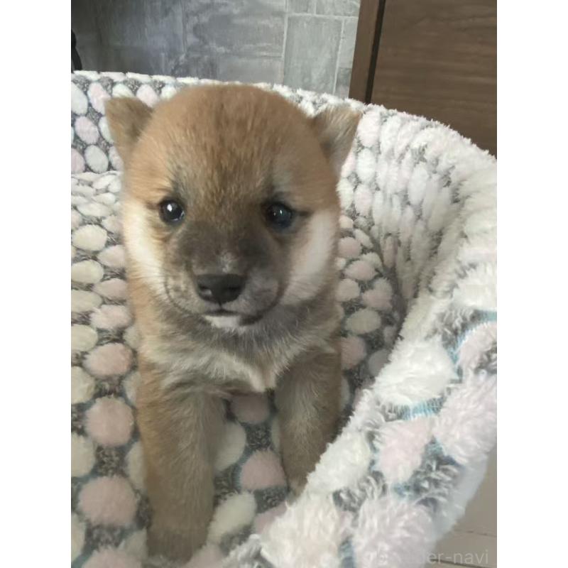 販売中の茨城県の豆柴-449814の6枚目