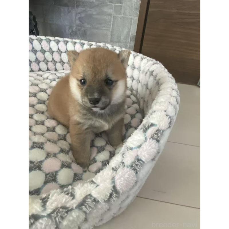 販売中の茨城県の豆柴-449814の5枚目