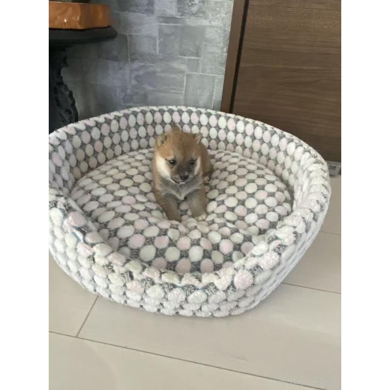 販売中の茨城県の豆柴-449814の4枚目