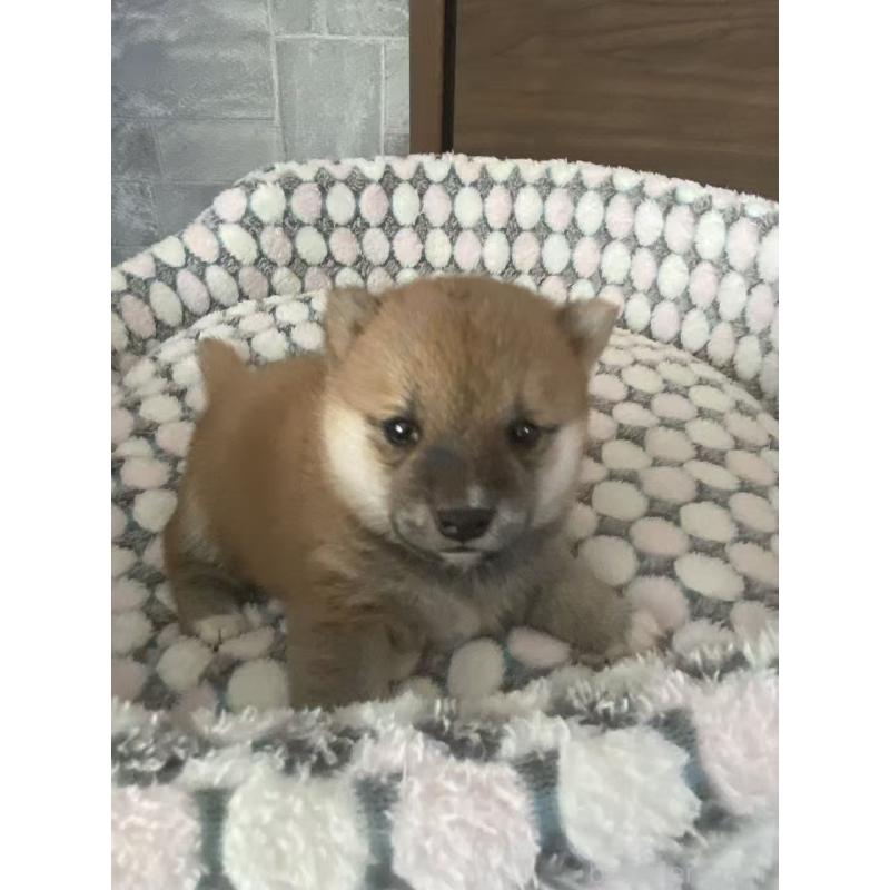 販売中の茨城県の豆柴-449814の2枚目