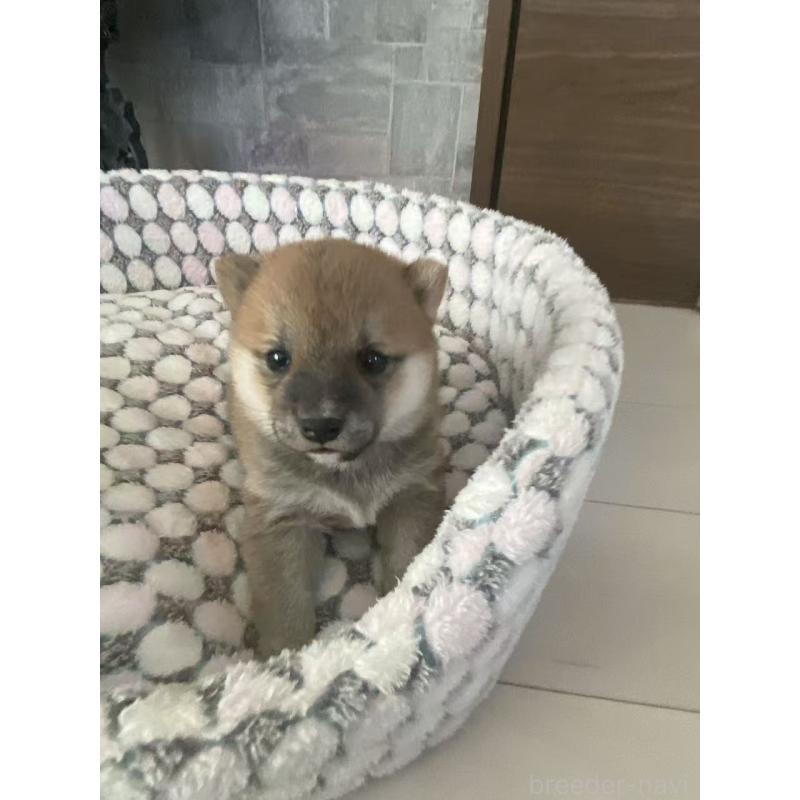 販売中の茨城県の豆柴-449814の3枚目