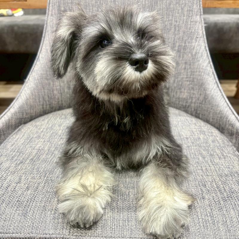 販売中の大阪府のミニチュアシュナウザー-449826の9枚目