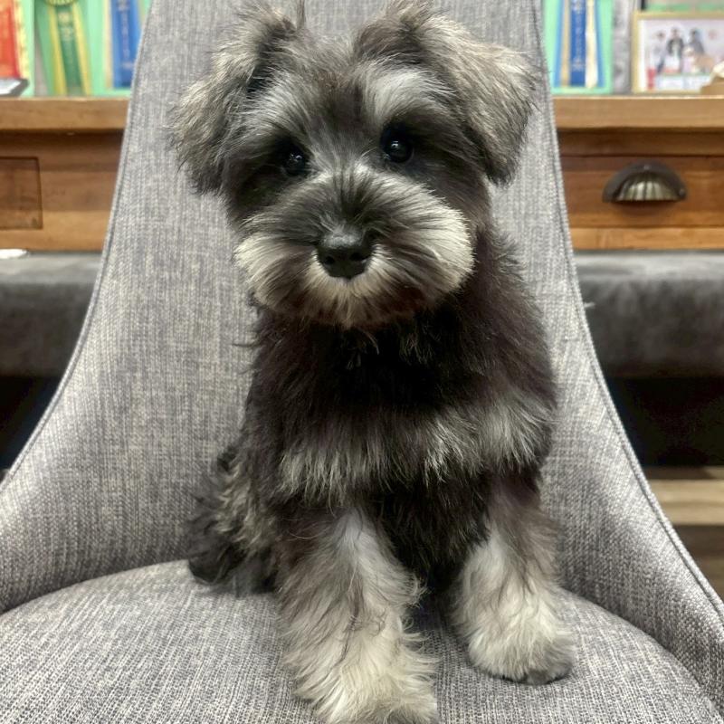 販売中の大阪府のミニチュアシュナウザー-449826の8枚目