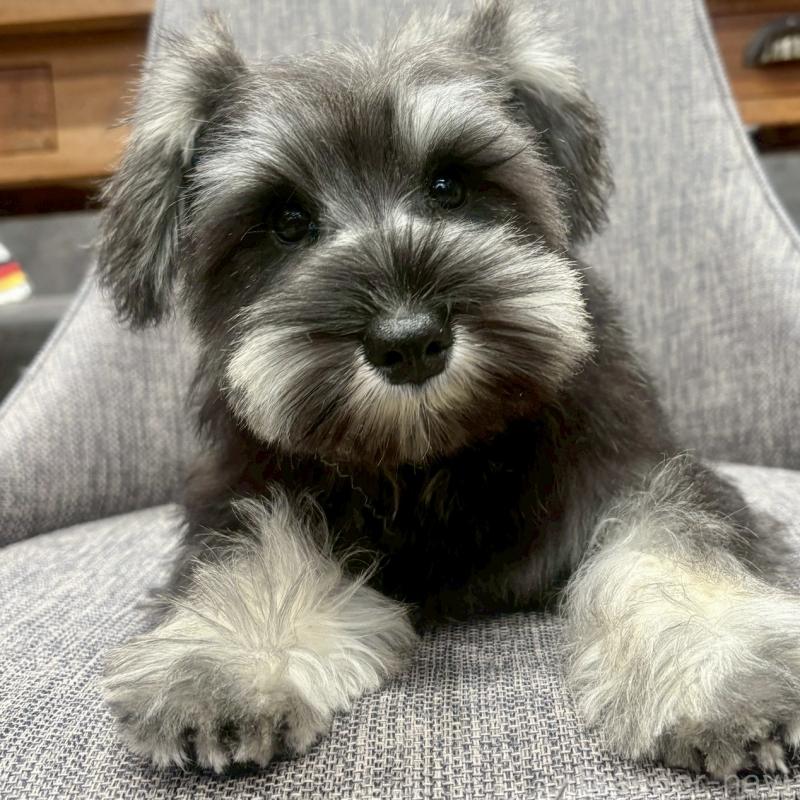 販売中の大阪府のミニチュアシュナウザー-449826の7枚目