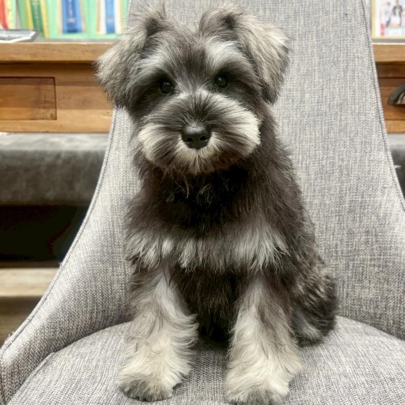 販売中の大阪府のミニチュアシュナウザー-449826の6枚目