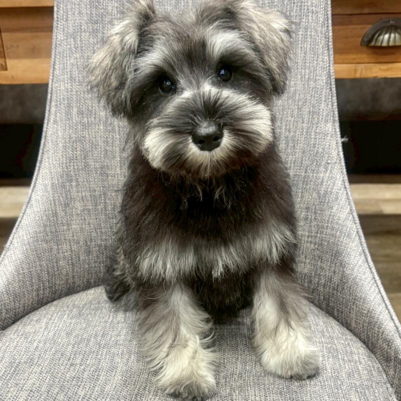 販売中の大阪府のミニチュアシュナウザー-449826の5枚目