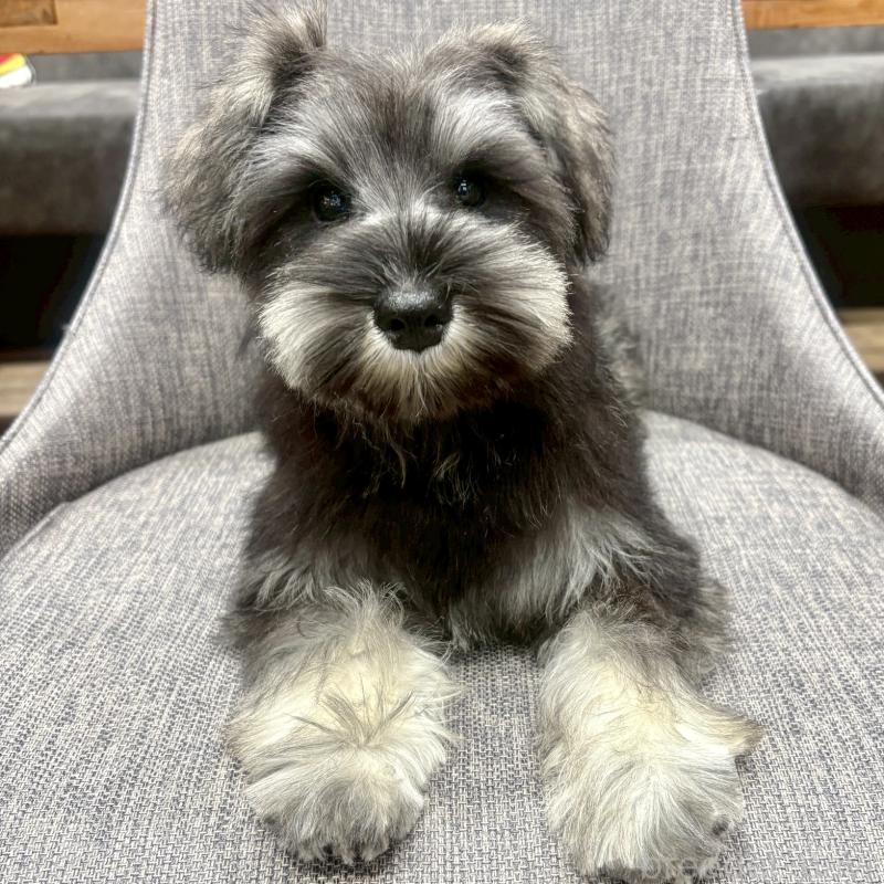 販売中の大阪府のミニチュアシュナウザー-449826の4枚目