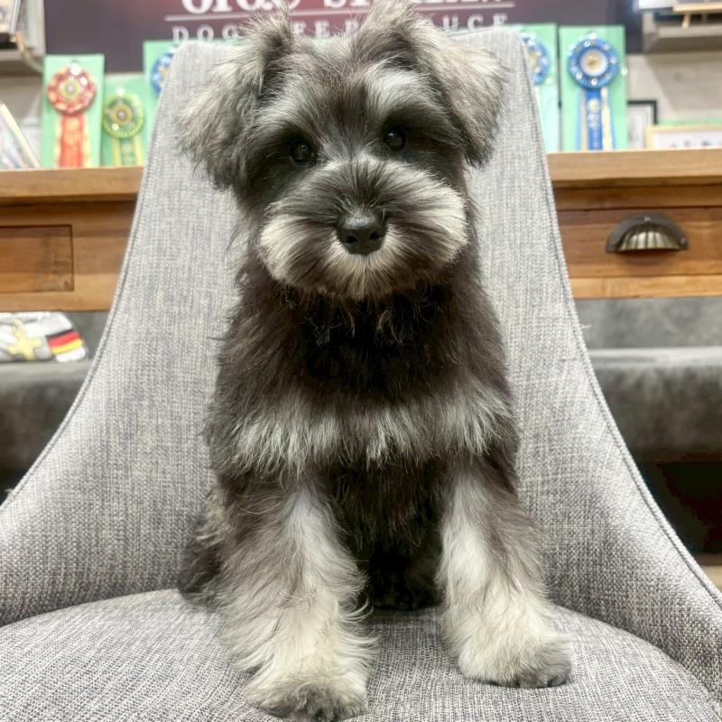 販売中の大阪府のミニチュアシュナウザー-449826の3枚目