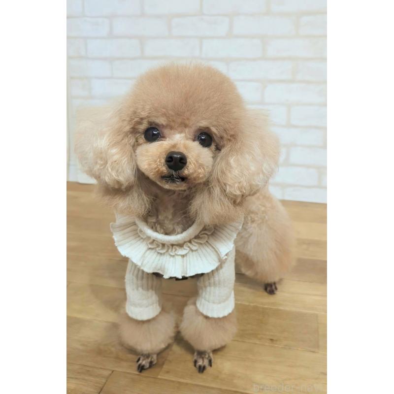 販売中の高知県のティーカッププードル-449827の4枚目