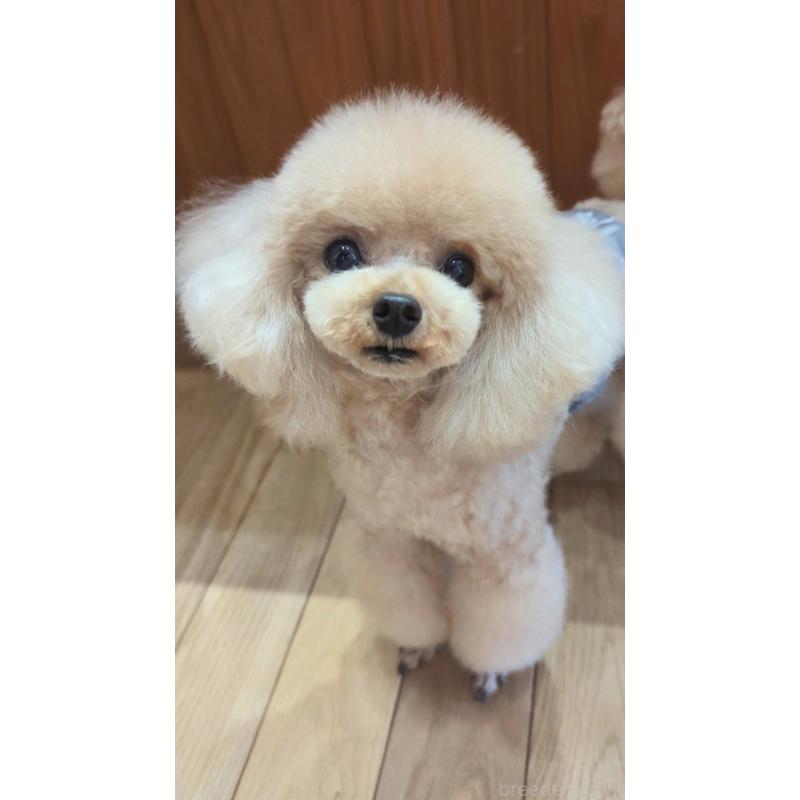 販売中の高知県のティーカッププードル-449827の3枚目