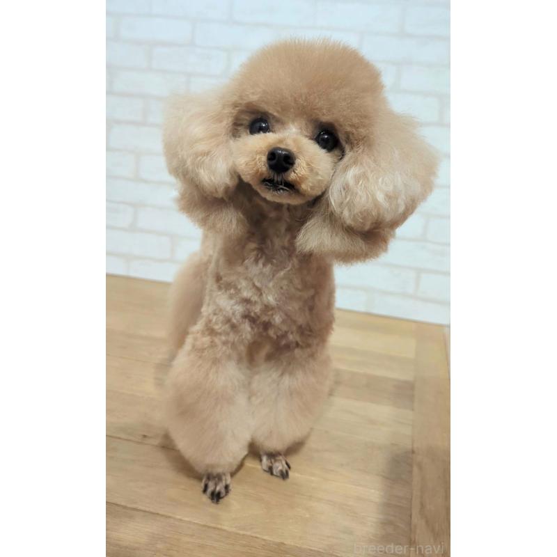 販売中の高知県のティーカッププードル-449827の2枚目