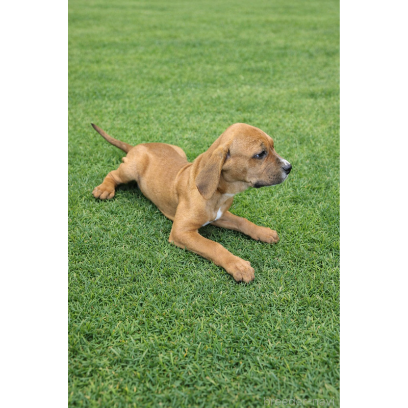 販売中の千葉県の土佐犬-449829の3枚目