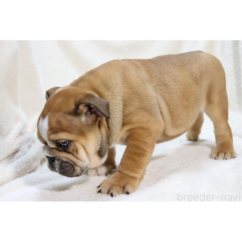 販売中の滋賀県のブルドッグ-440110の4枚目