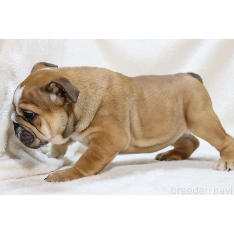 販売中の滋賀県のブルドッグ-440110の3枚目
