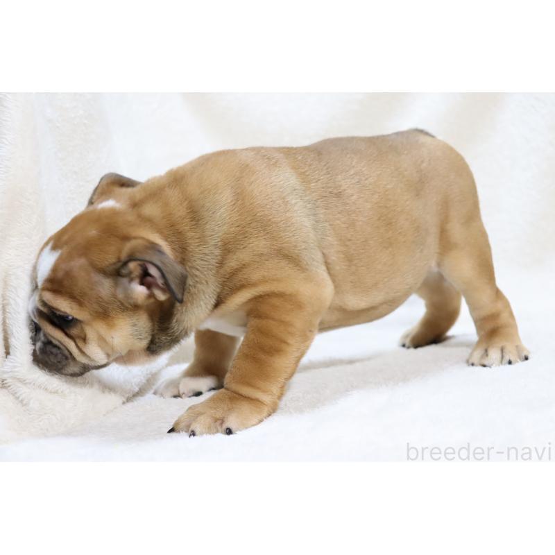 販売中の滋賀県のブルドッグ-440110の2枚目