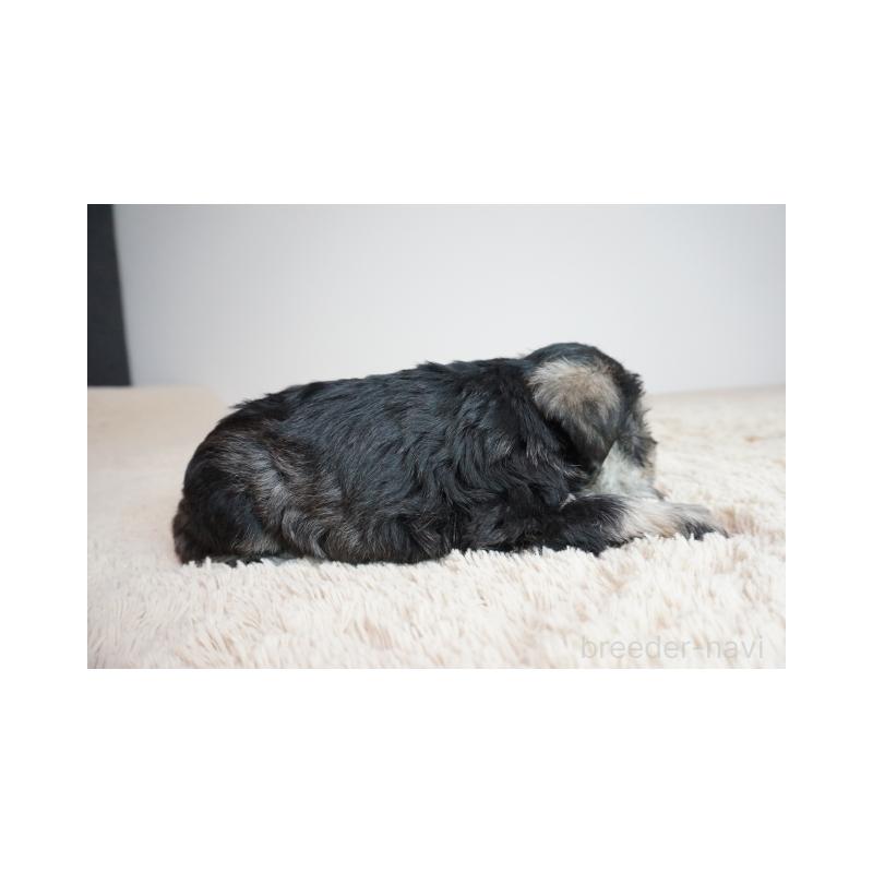 販売中の奈良県のミニチュアシュナウザー-449828の4枚目