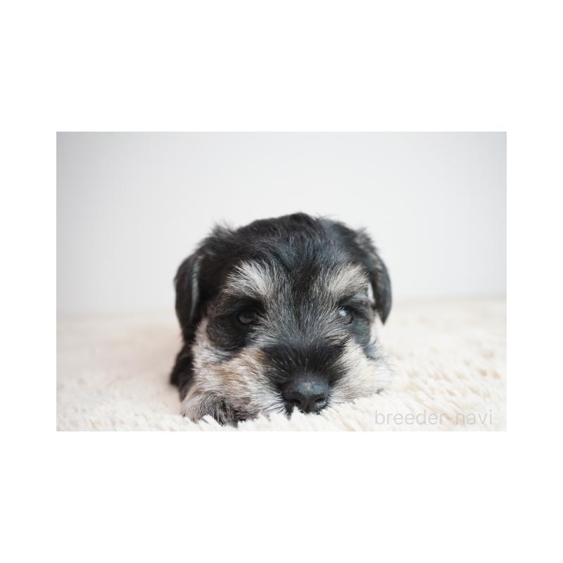 販売中の奈良県のミニチュアシュナウザー-449828の2枚目