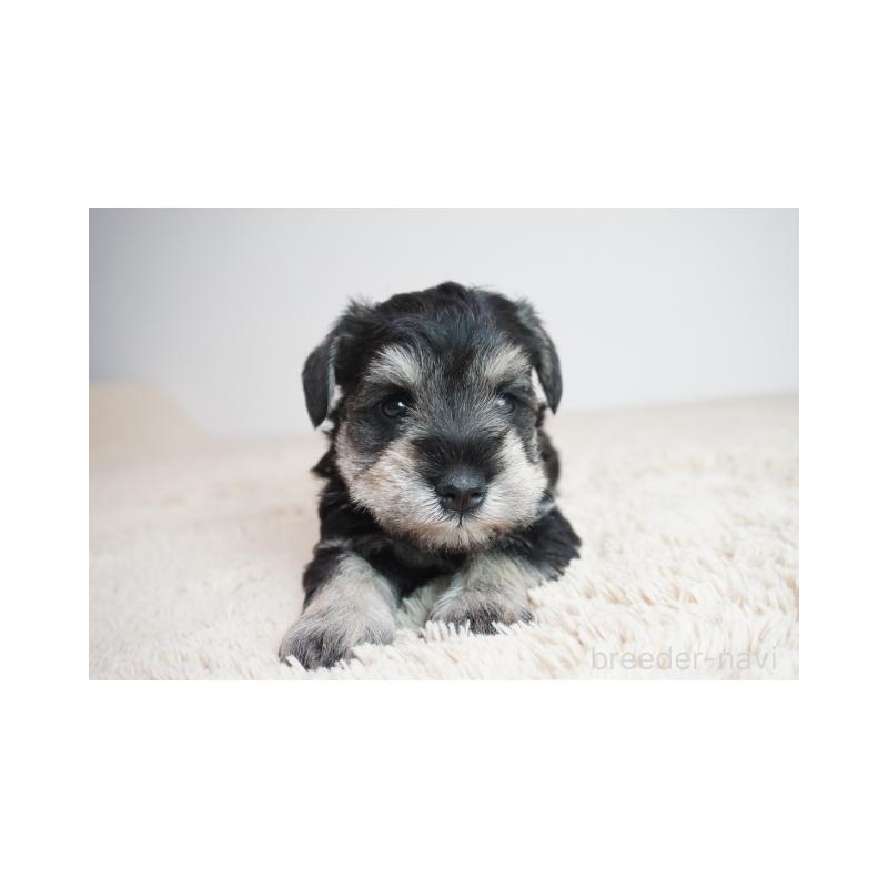 販売中の奈良県のミニチュアシュナウザー-449828