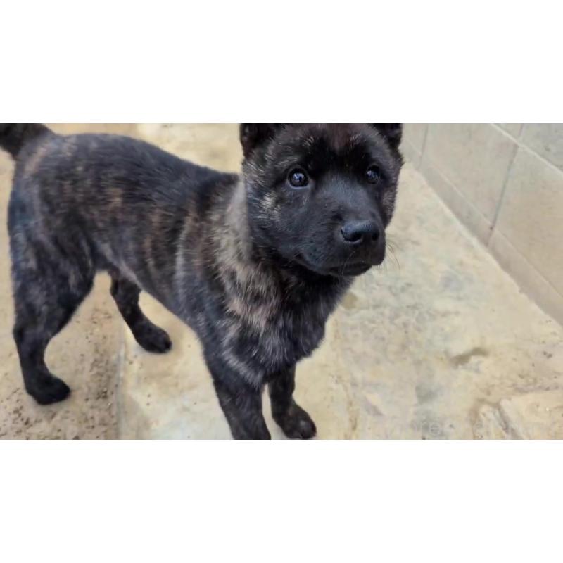 販売中の岡山県の甲斐犬-446675