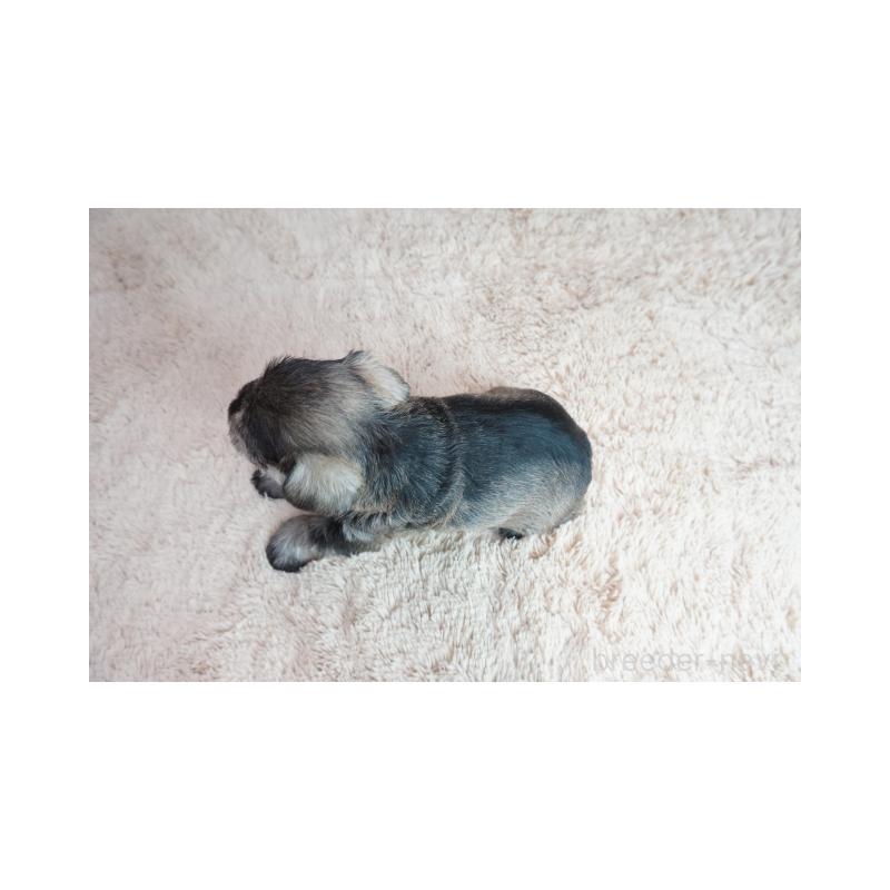 販売中の奈良県のミニチュアシュナウザー-449830の5枚目