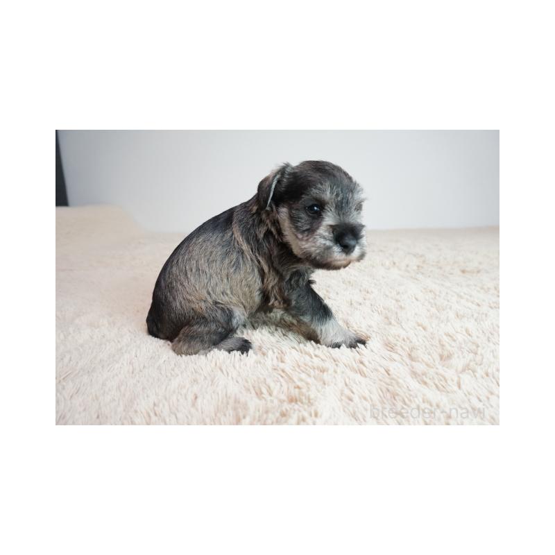 販売中の奈良県のミニチュアシュナウザー-449830の4枚目