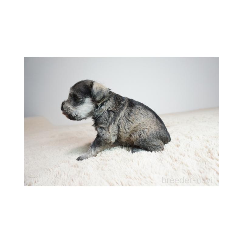 販売中の奈良県のミニチュアシュナウザー-449830の3枚目