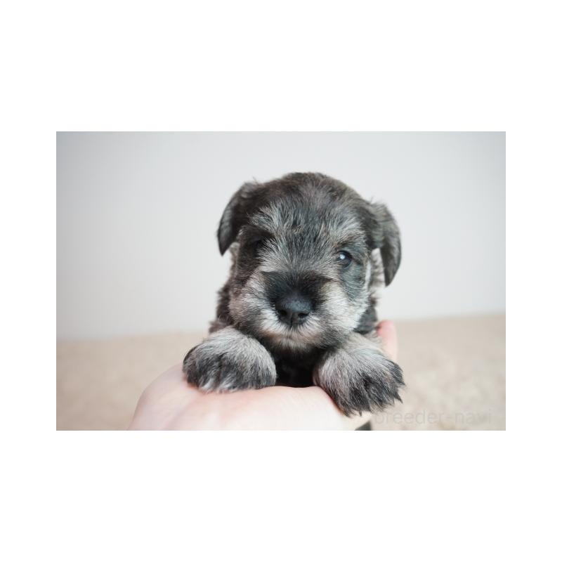 販売中の奈良県のミニチュアシュナウザー-449830の2枚目