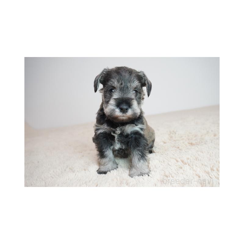 販売中の奈良県のミニチュアシュナウザー-449830