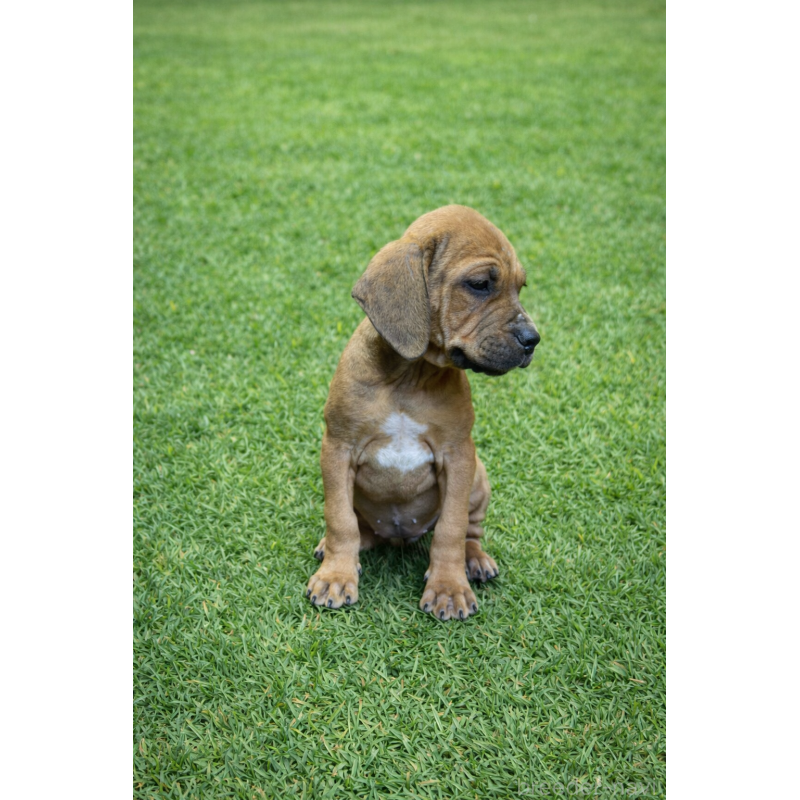 販売中の千葉県の土佐犬-449832の4枚目