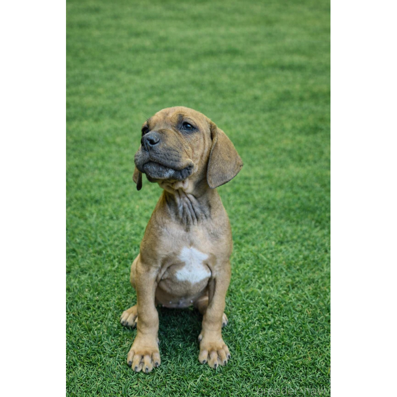 販売中の千葉県の土佐犬-449832の3枚目