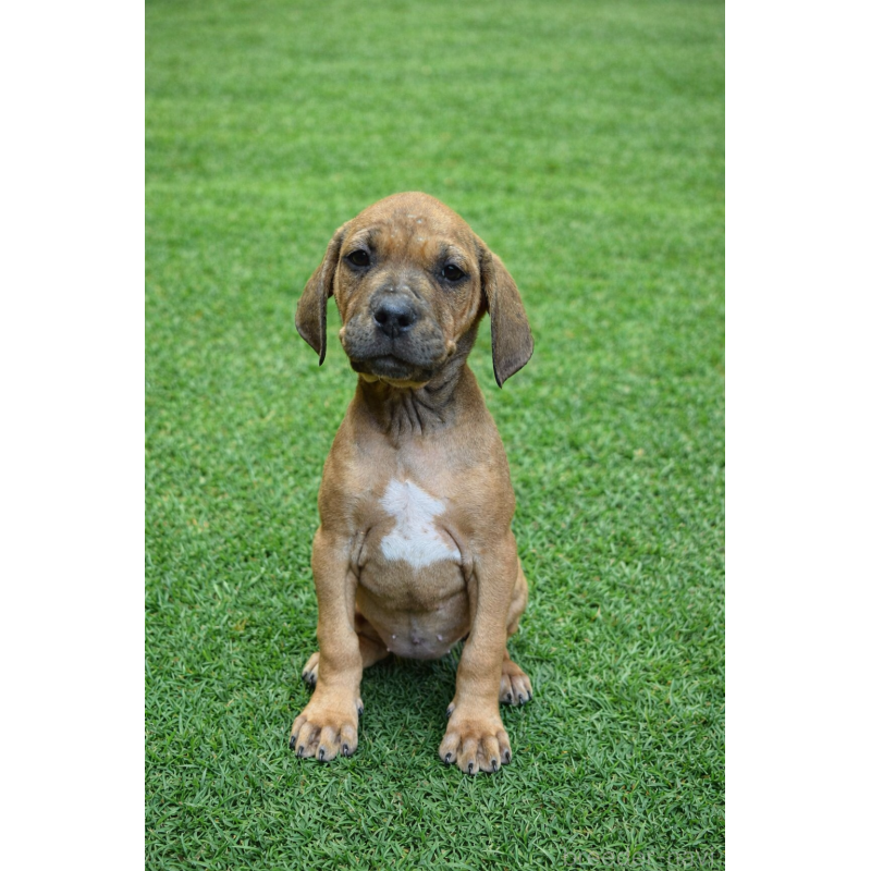 販売中の千葉県の土佐犬-449832の2枚目