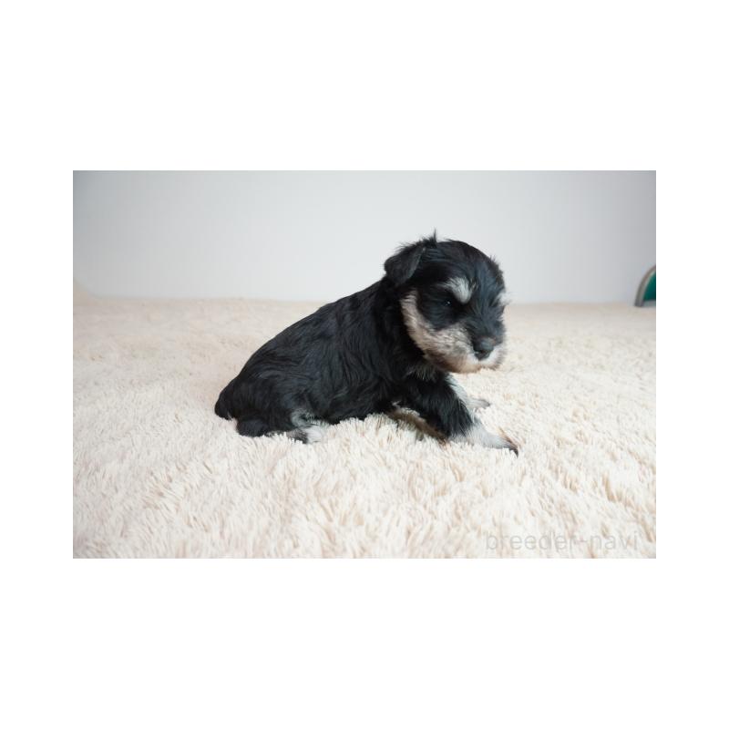 販売中の奈良県のミニチュアシュナウザー-449833の4枚目