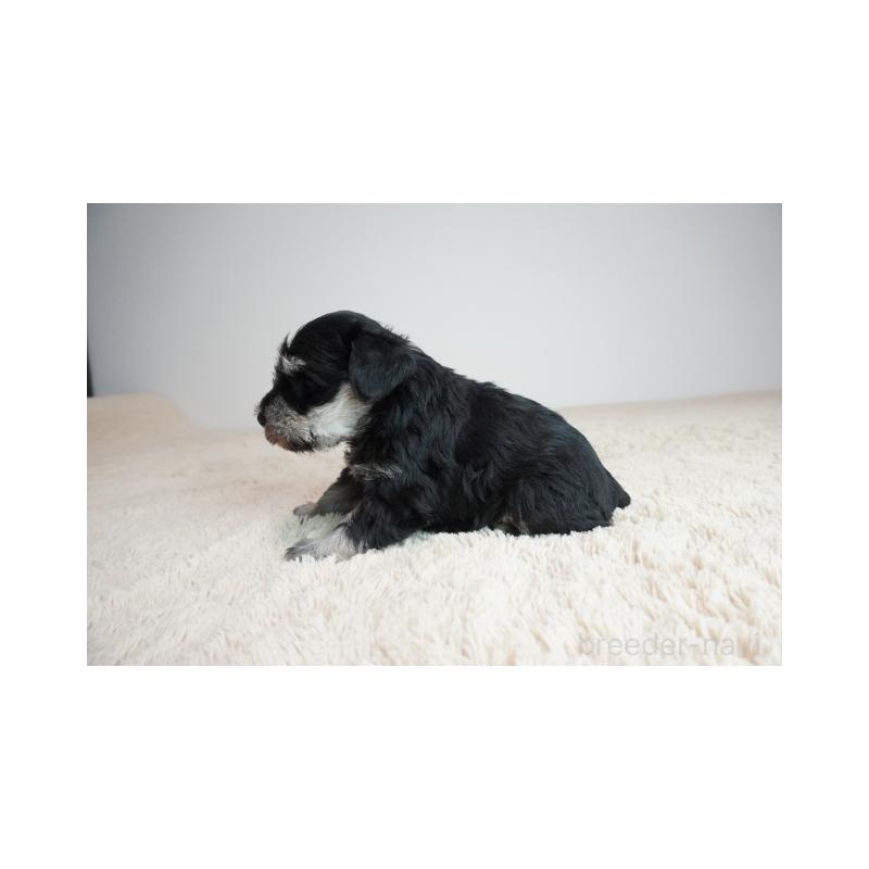 販売中の奈良県のミニチュアシュナウザー-449833の3枚目