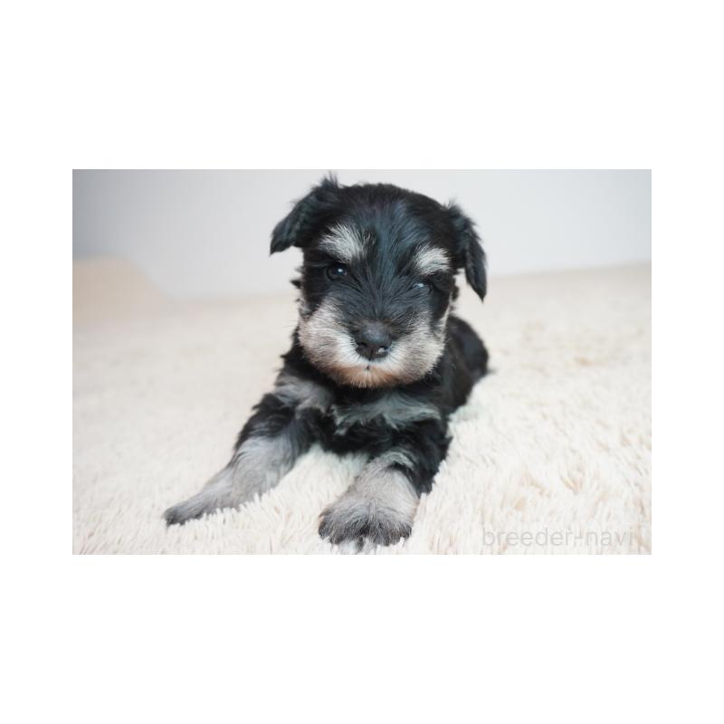 販売中の奈良県のミニチュアシュナウザー-449833の1枚目