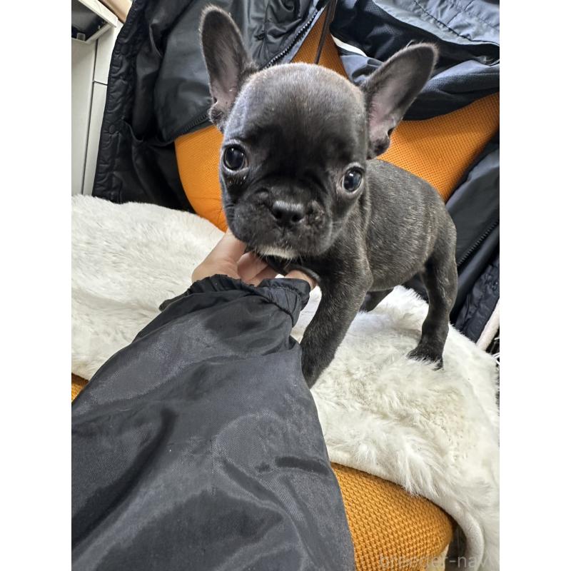 販売中の千葉県のフレンチブルドッグ-445330