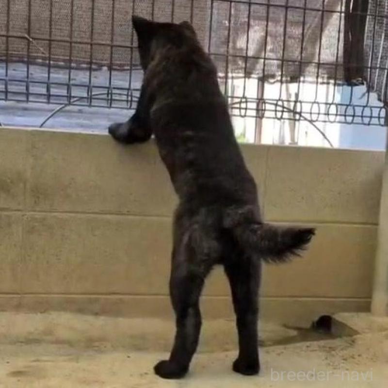 販売中の岡山県の甲斐犬-446672