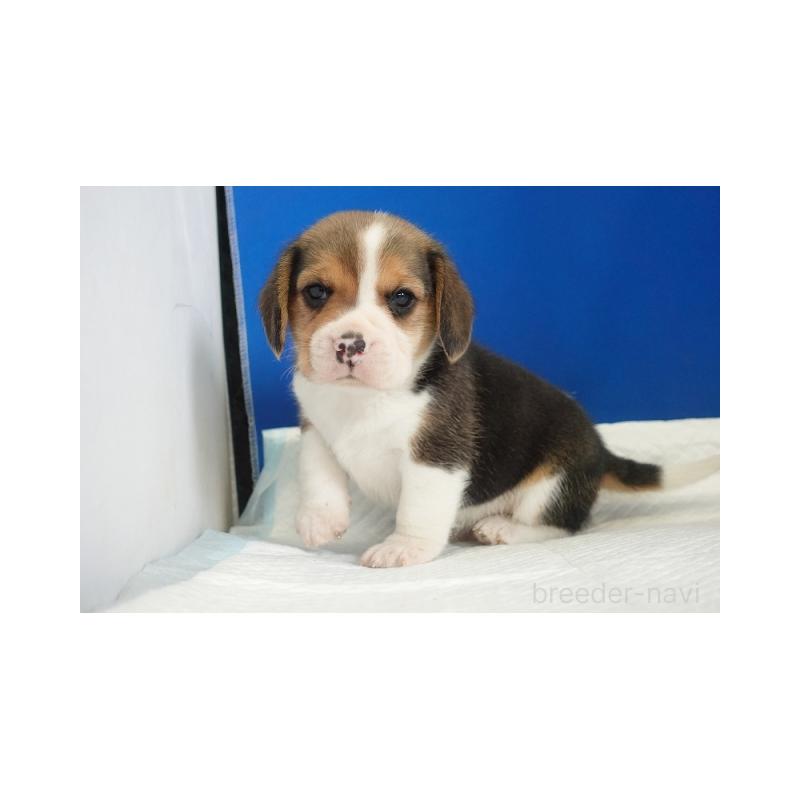 販売中の愛知県のビーグル-449834の4枚目