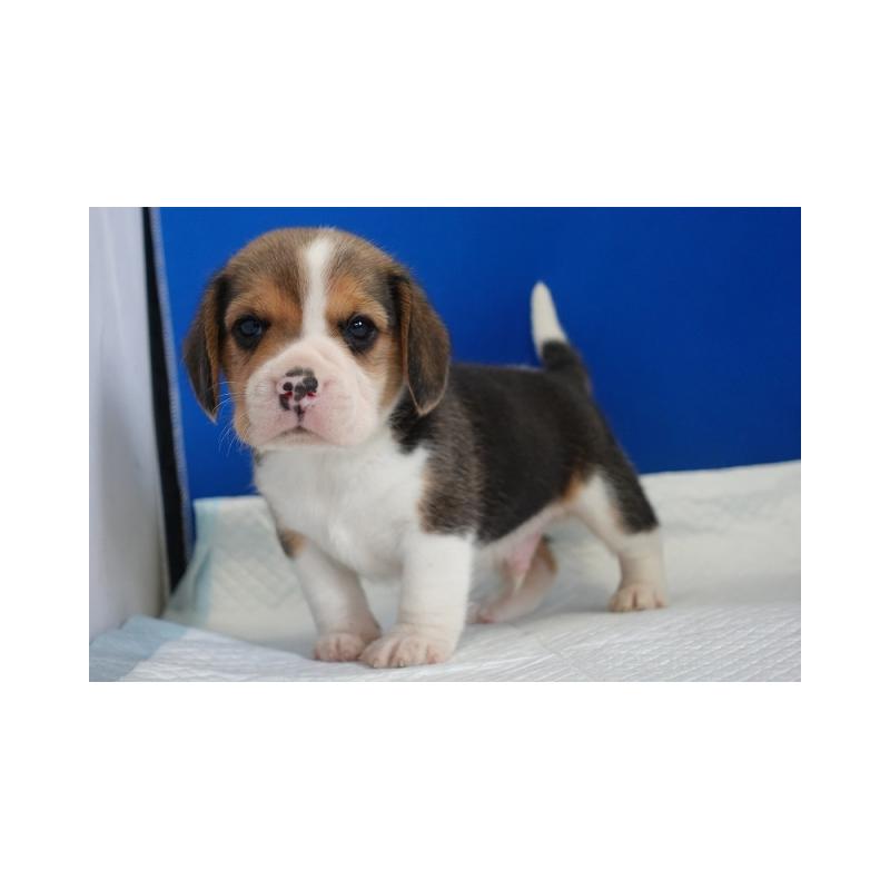 販売中の愛知県のビーグル-449834の3枚目