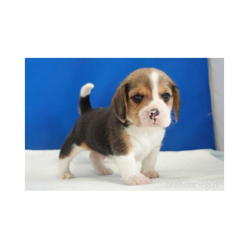 販売中の愛知県のビーグル-449834の2枚目