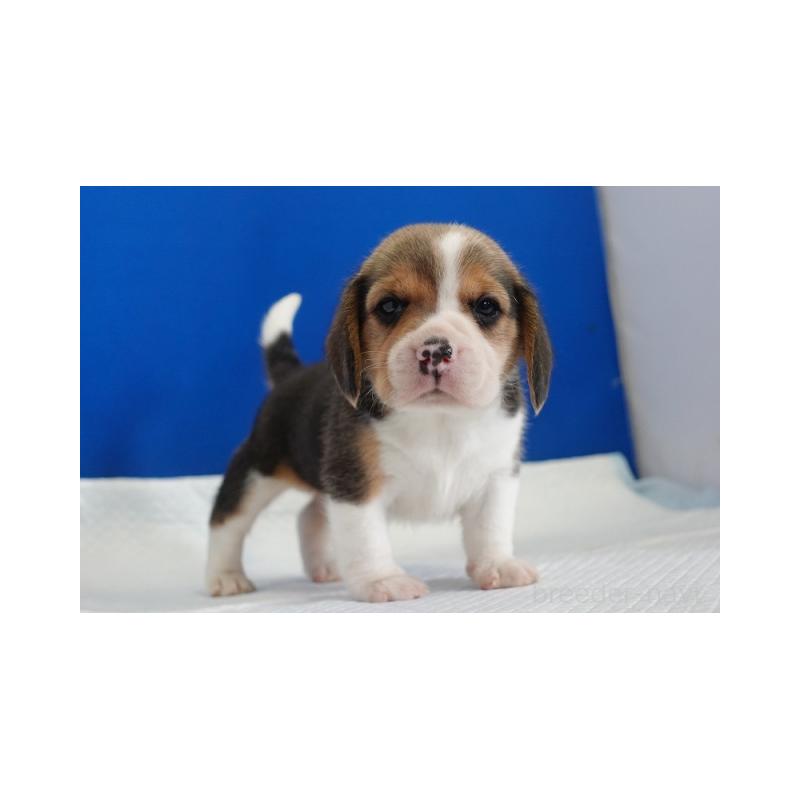 販売中の愛知県のビーグル-449834の1枚目